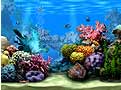 Living Marine Aquarium