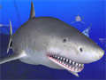 Living 3D Sharks