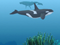 Whales and Dolphins