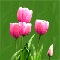 Flower Day