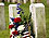 Memorial Day