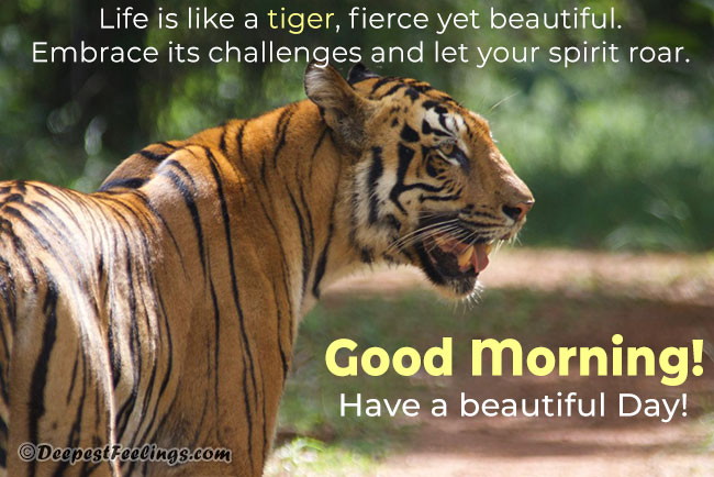 Good Morning card for WhatsApp and Facebook with a background of tiger