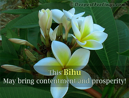 An image for WhatsApp and Facebook with the wishes of Bihu