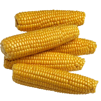 corn