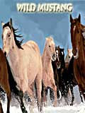 wild mustang
