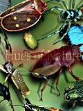 hues of nature